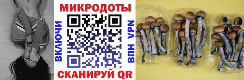 закладки  Ржев  Псилоцибиновые грибы Cubensis 